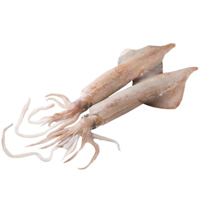 Loligo Squid.jpg